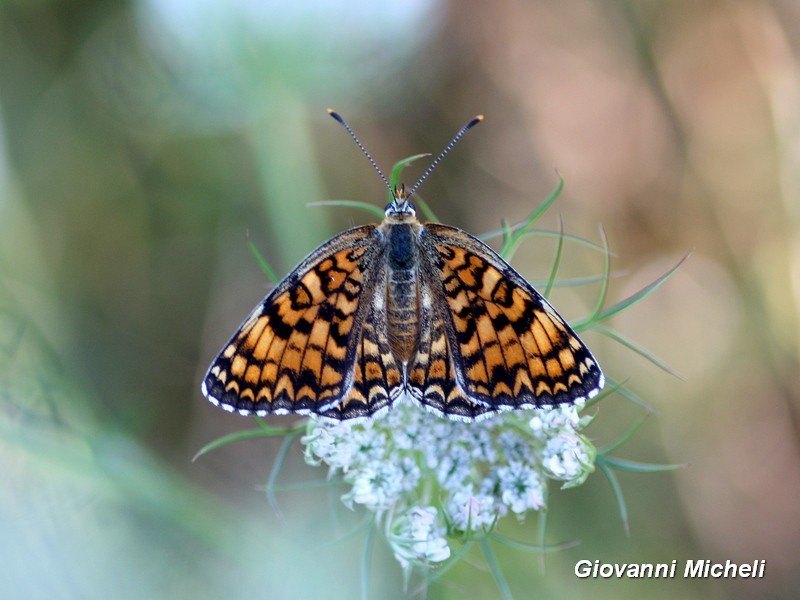 Melitaea phoebe, Melitaea didyma, Issoria lathonia